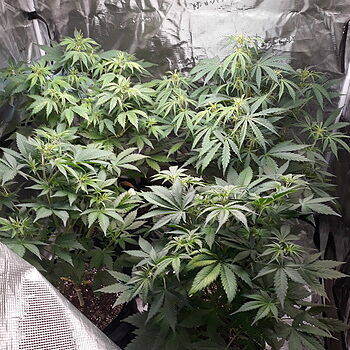 【こじろう2本】CBG9 100% OG KUSH 1ml Buy Kush Cannabis Seeds at i49