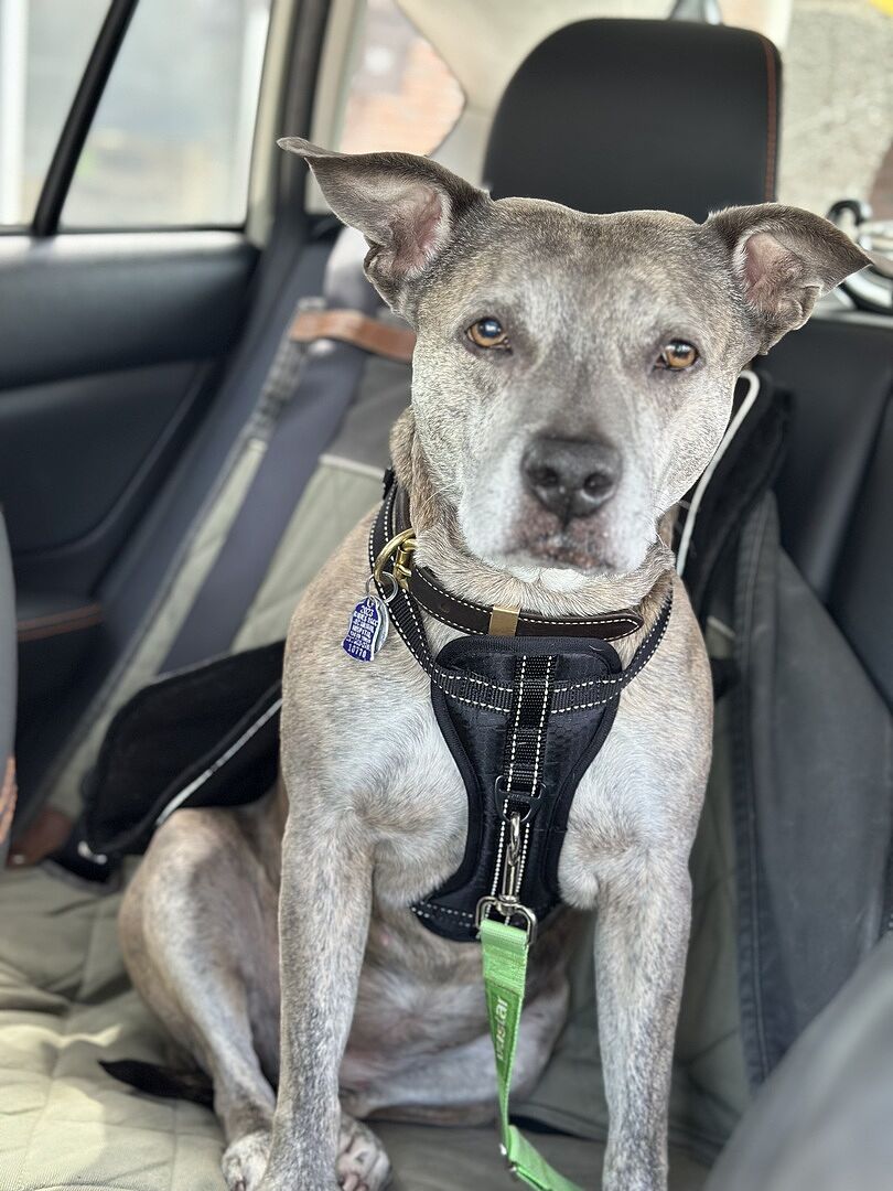 The Mighty Xolo Dog Coco Mighty Xolo Dog Keep Your Dog Safe On The