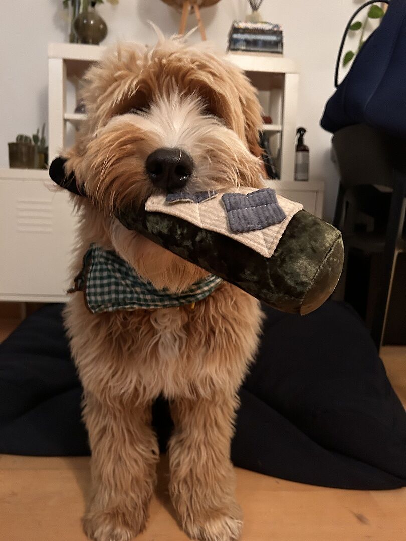 MERLOT - Enrichment and Interactive Dog Toy | Puzzle Dog Toy
