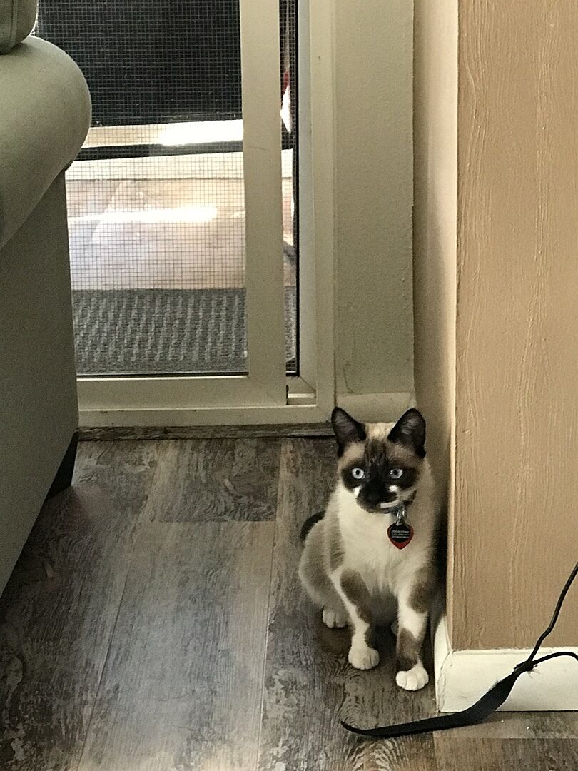 Catalyst Pet customer photo shared by Marjorie E.