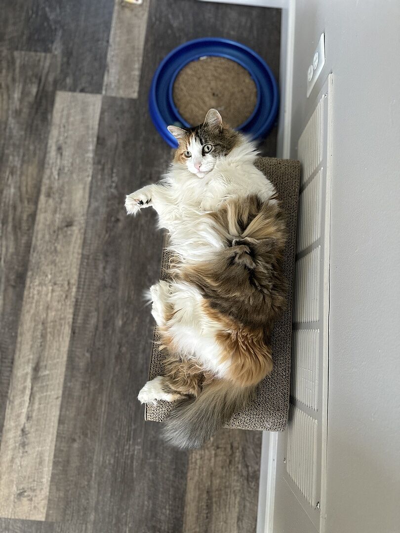 Catalyst Pet customer photo shared by Andrea Z.