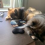 Image of Review by Mary L. on  8 Apr 2025 number 2