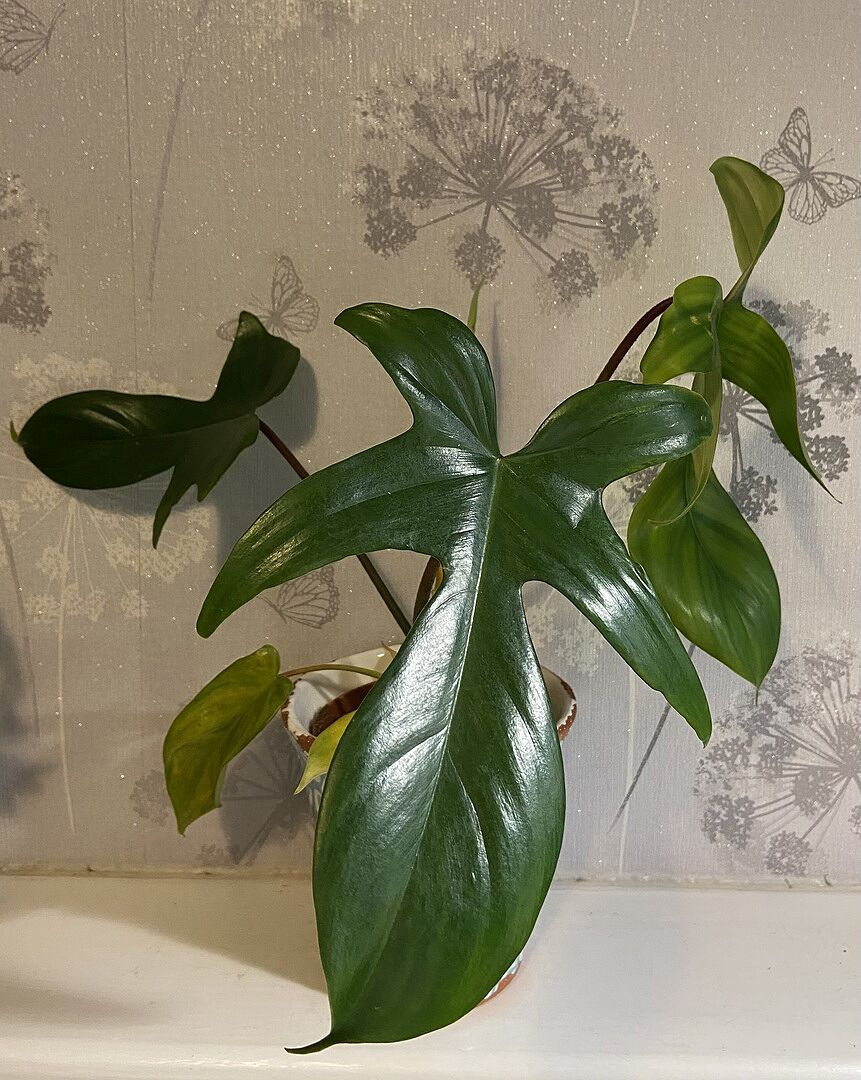 Philodendron Florida green (Baby) (Neu (gemäss Beschreibung)) in Luzern