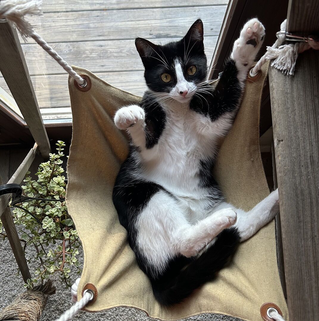 Catalyst Pet customer photo shared by Angela J.