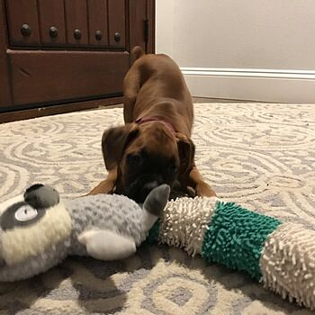 https://puppyspot.com/ Great Experience!
