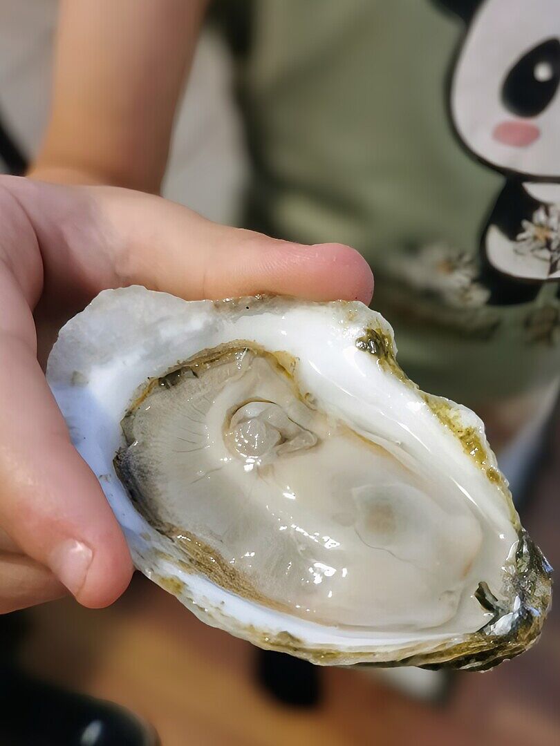 Joly Oysters Petites | Cape Cod Joly Oysters from Dennis, MA