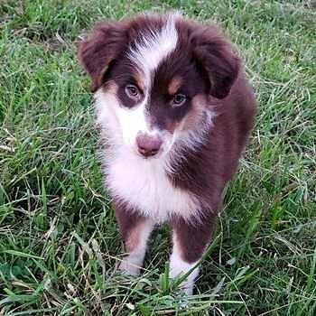 https://puppyspot.com/ Puppy