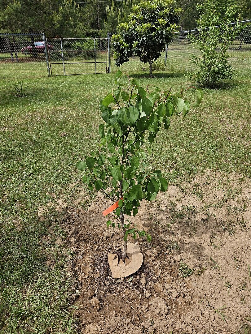 Plant arrived in good condition