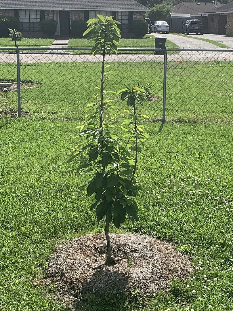 Lapins cherry tree
