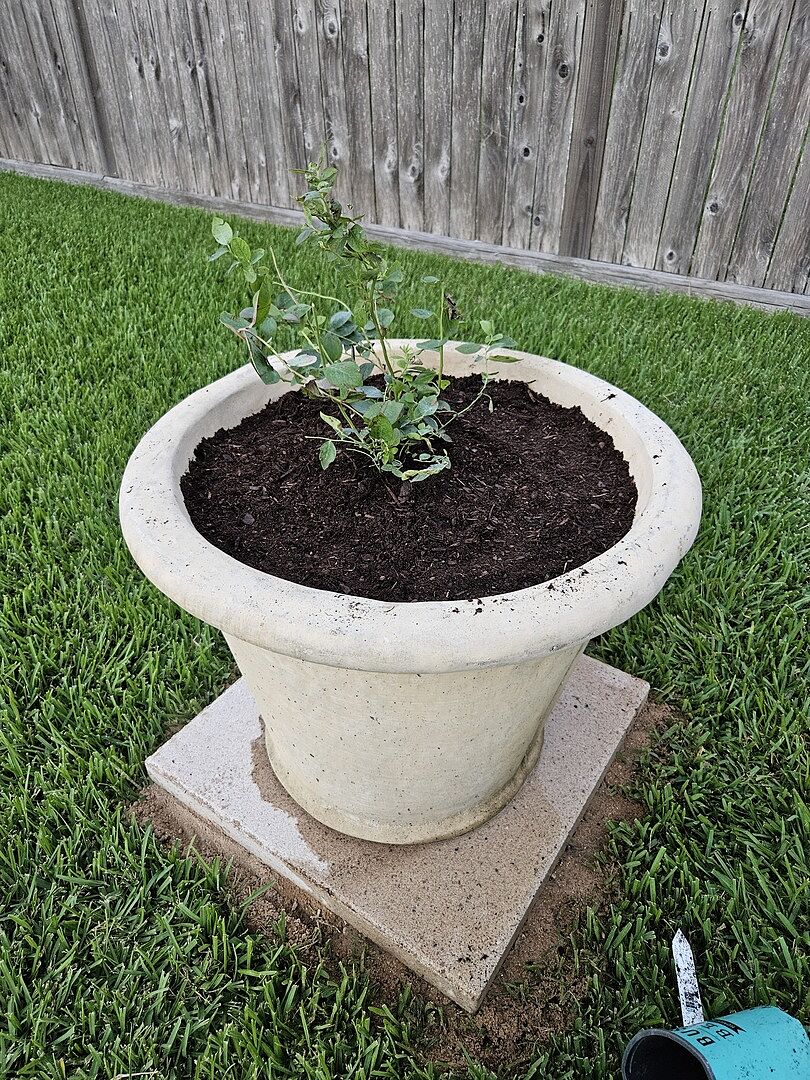 2 Blueberry bushes