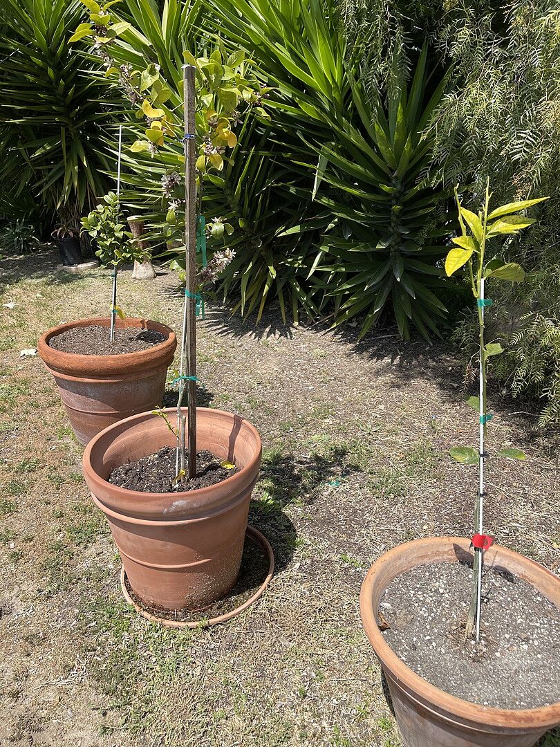 Growing in our challenging area