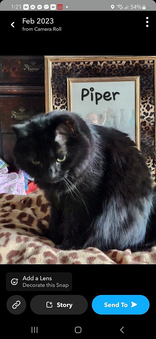 Catalyst Pet customer photo shared by Betsy S.