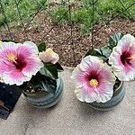 Image of Review by Babette T. on 29 Apr 2025 number 1