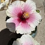 Image of Review by Babette T. on 29 Apr 2025 number 3