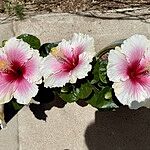 Image of Review by Babette T. on 29 Apr 2025 number 2