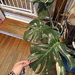 Image of Review by Amanda K. on 29 Apr 2025 number 1