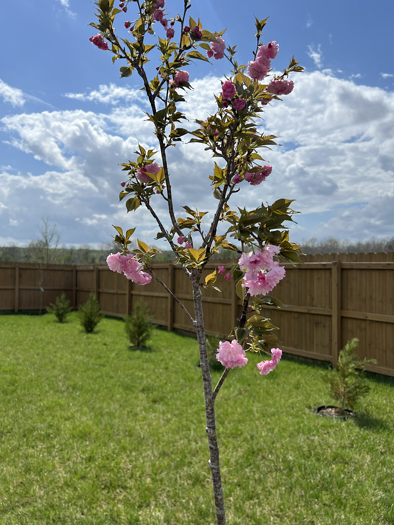 Finally Bloomed