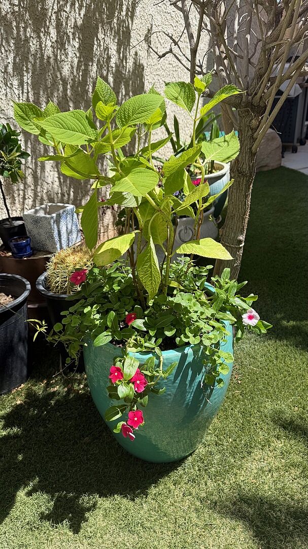 Beautiful plant