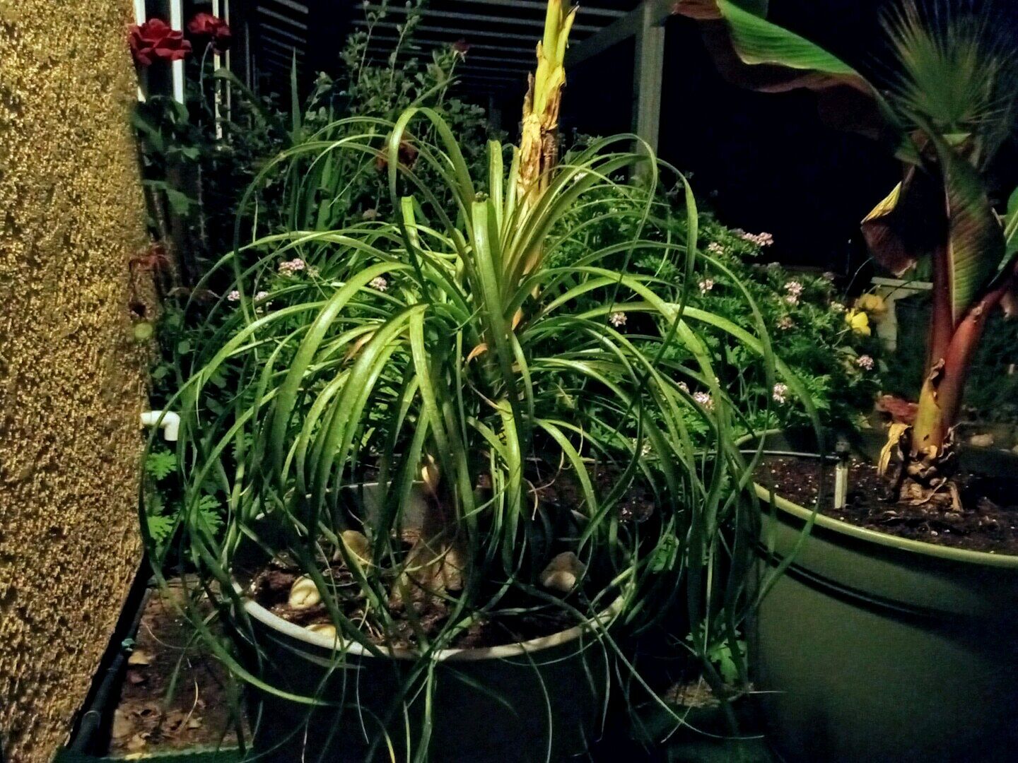 ponytail palm