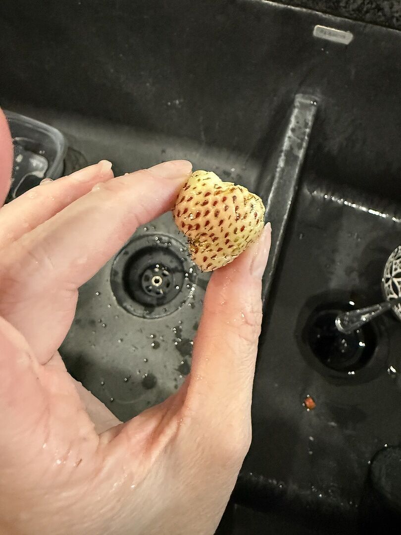 Finally have pineberries!