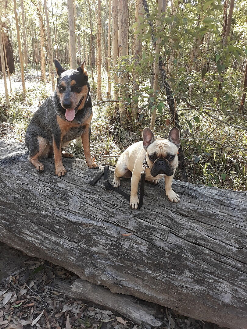 FIDOS ALL WORMER TABLET SINGLE - ONE TABLET PER 10KG – Campbelltown Pet - Foto 14