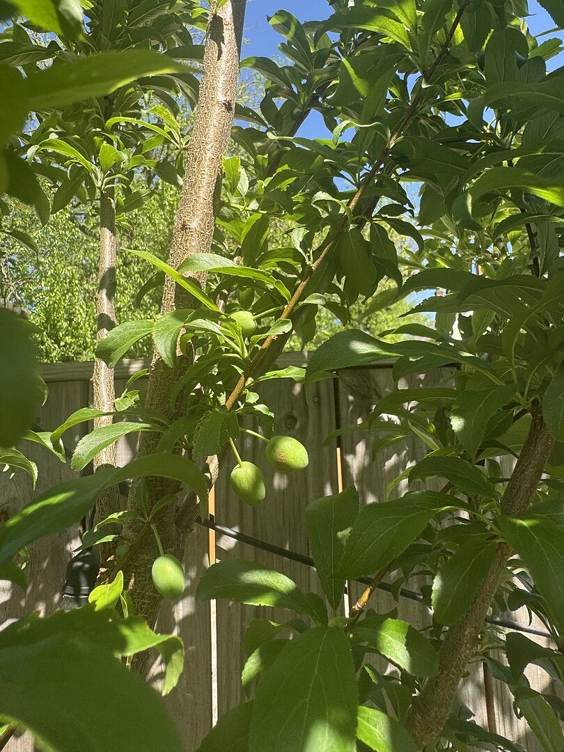 Fruit in just one season