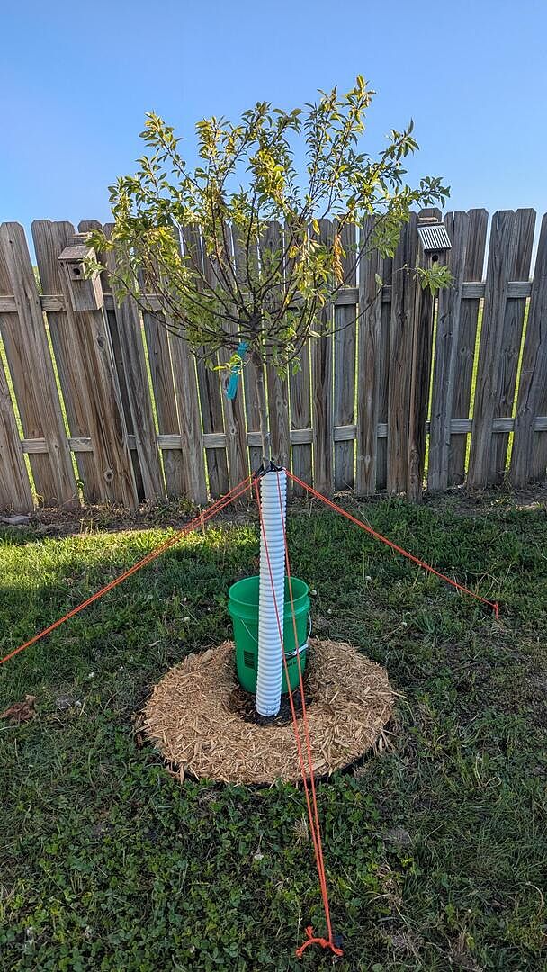 Coralburst Crabapple
