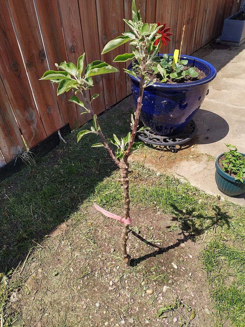 Apple tree