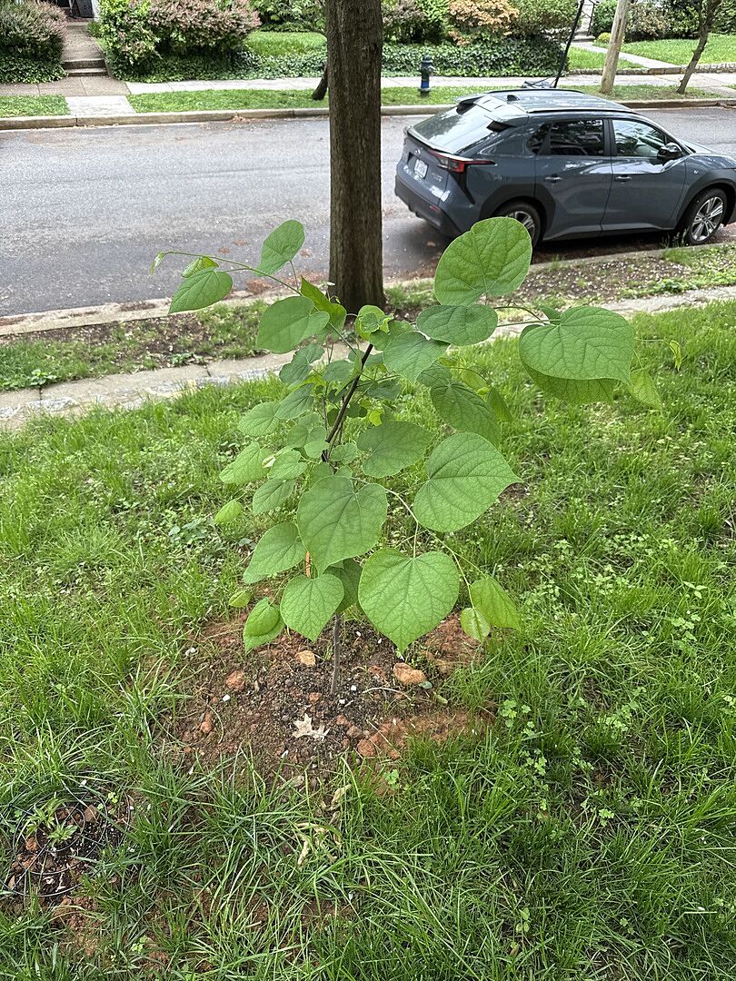 Redbud seedling