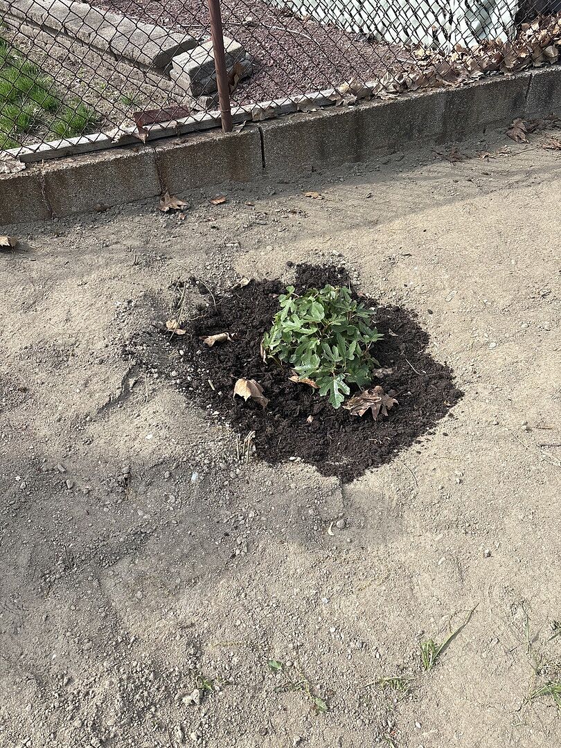 Small plant but bushy