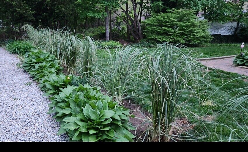 Gorgeous Pampas Grass