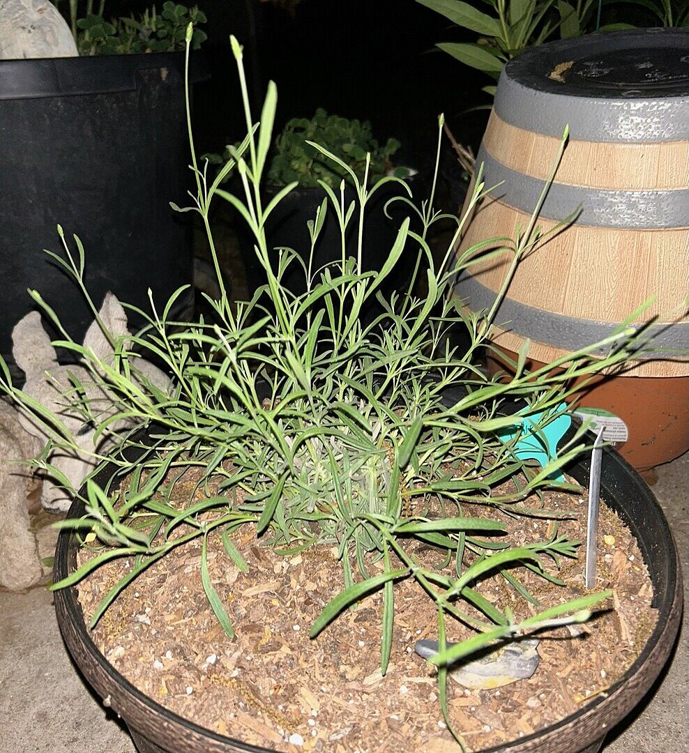 My lavender plant arrived, a