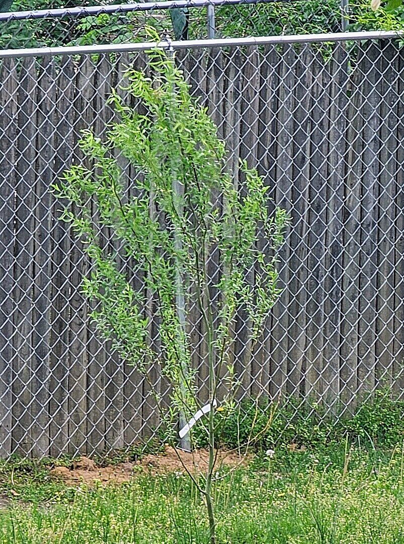 Corkscrew Willow Tree