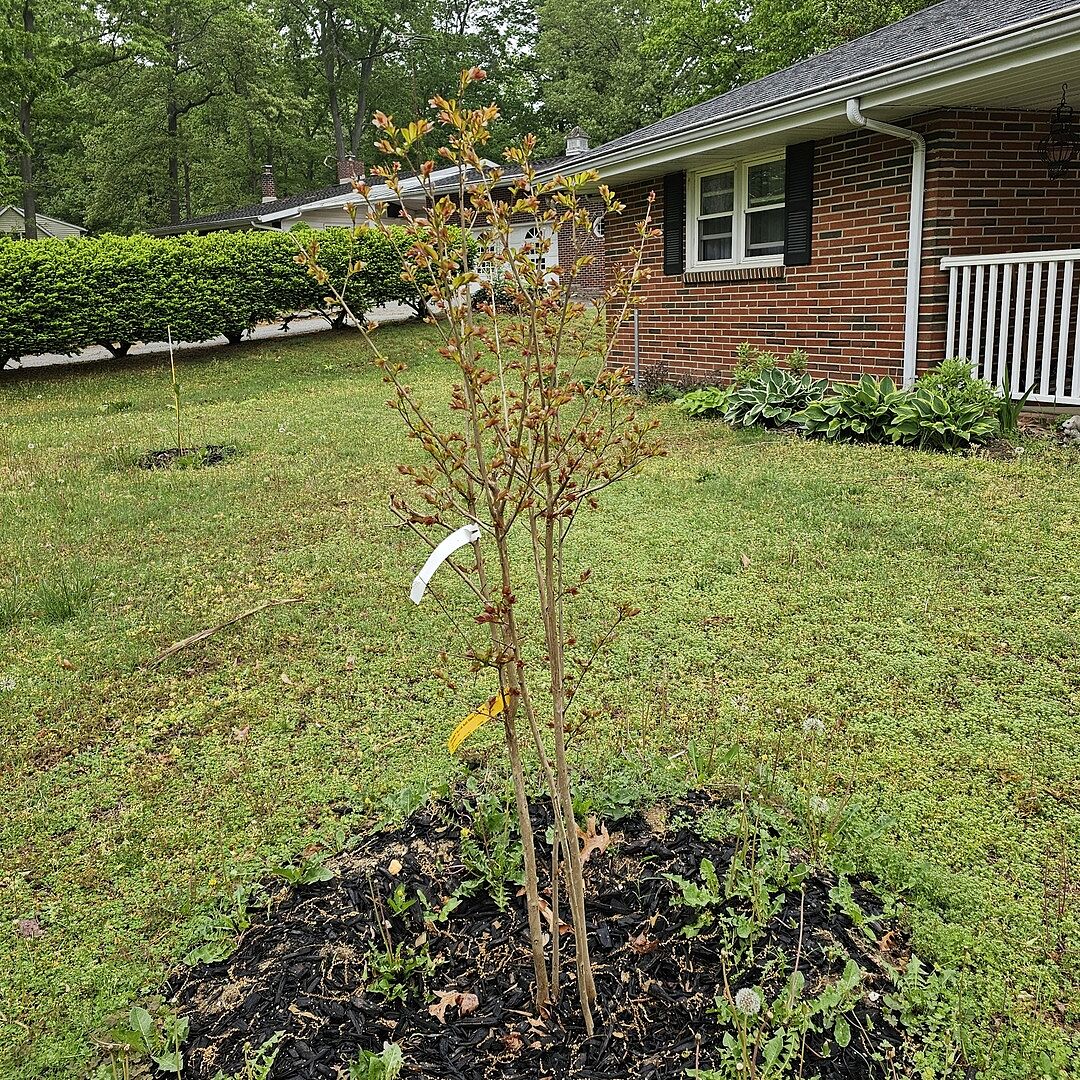 Colorama™ Scarlet Crape Myrtle