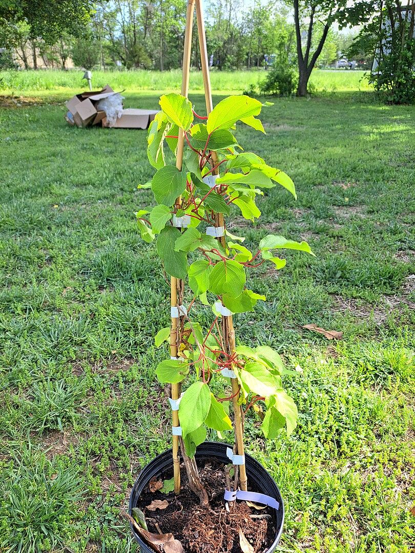 Nice little vines.