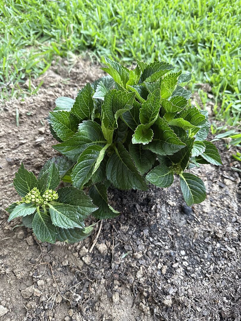 My very first hydrangea.