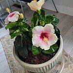 Image of Review by Cynthia K. on  6 May 2025 number 1