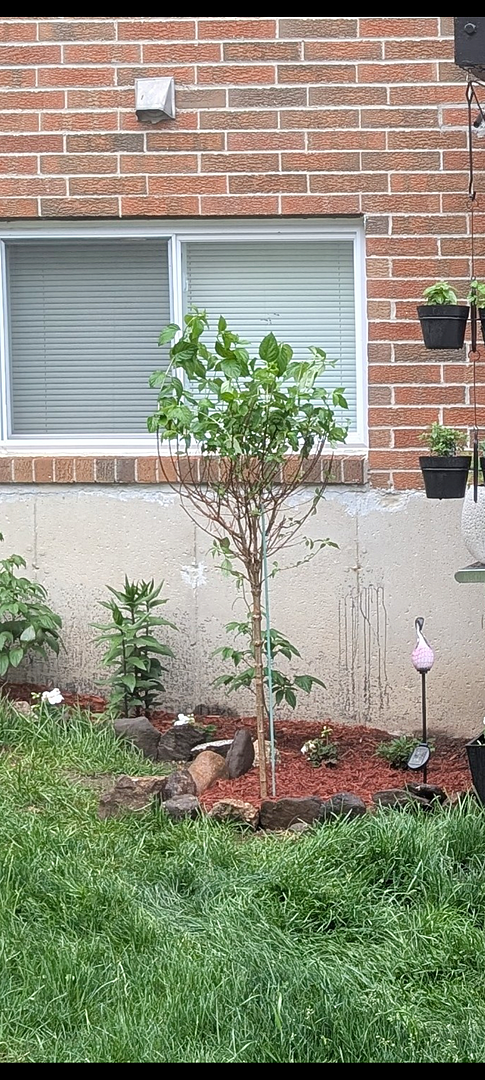 Great Little Tree
