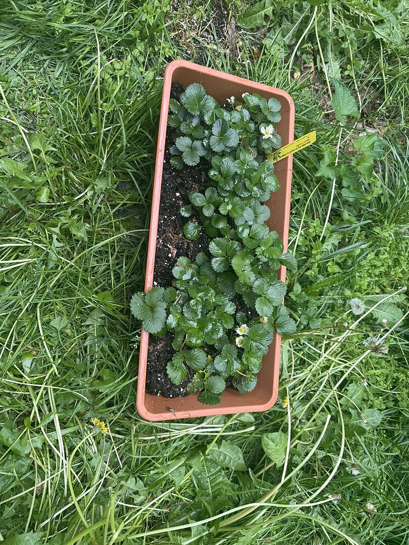 Loving my fruit garden