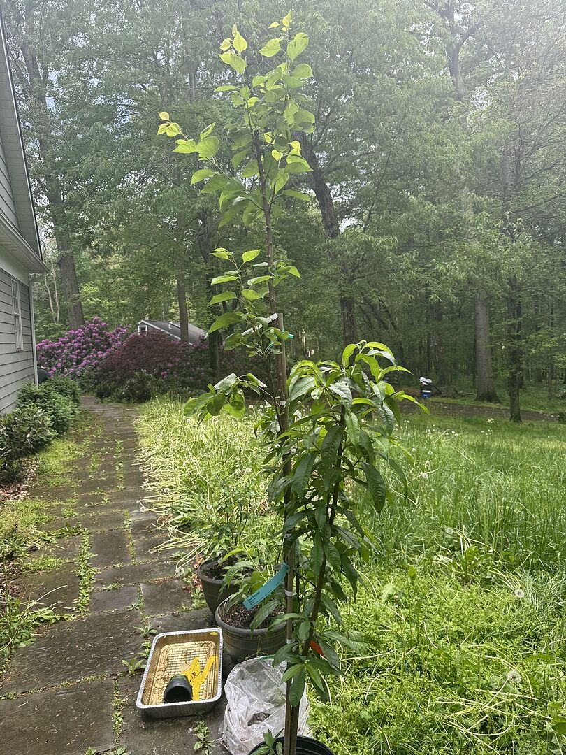 Fruit cocktail tree