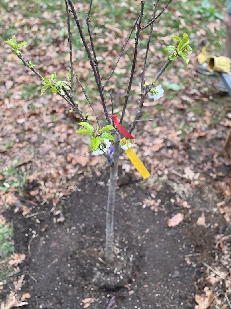 3-1 Cherry Tree