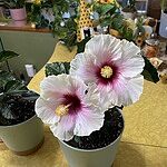 Image of Review by Bonita L. on  8 May 2025 number 1
