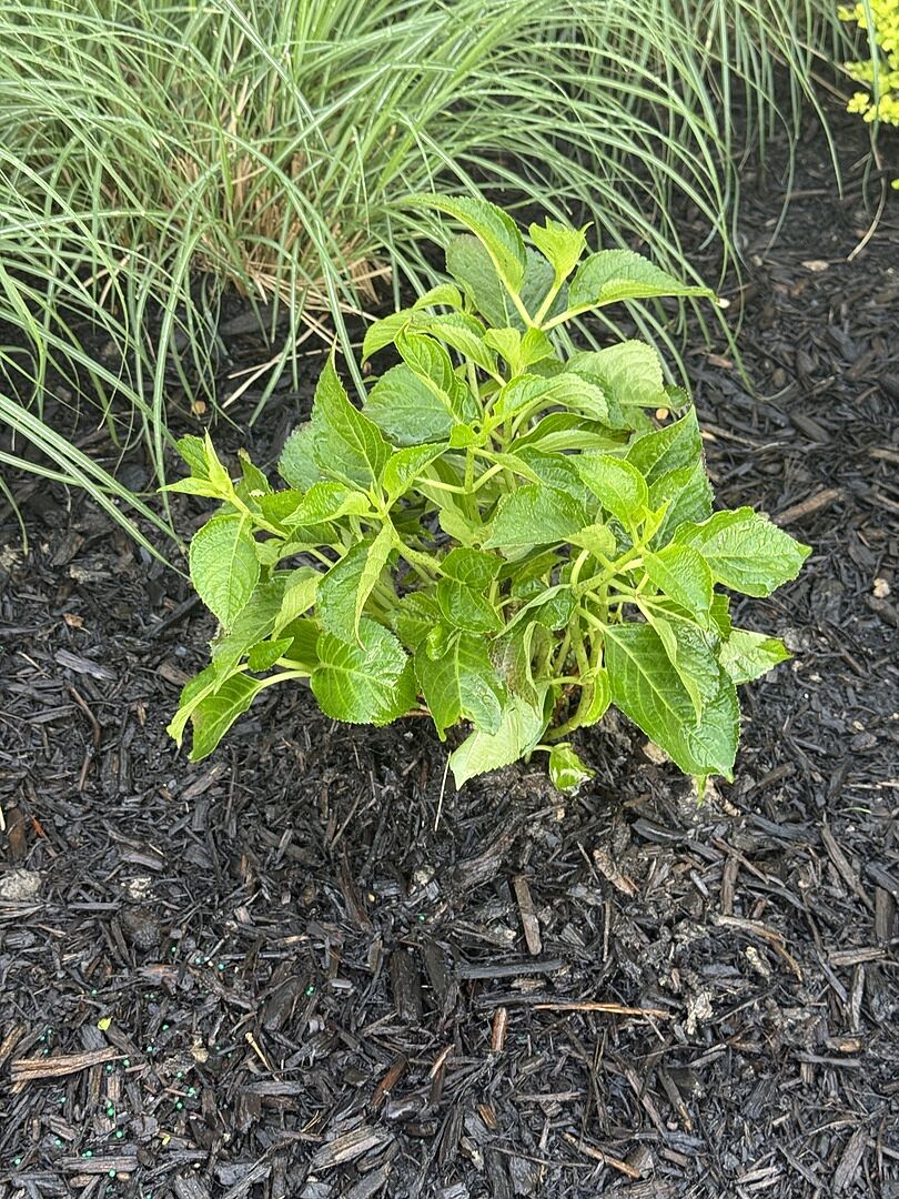 Recently I purchased 4 hydrangeas