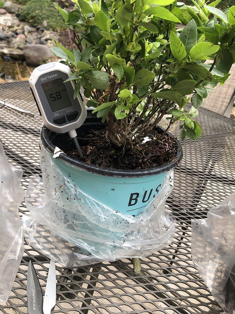 Blueberry review