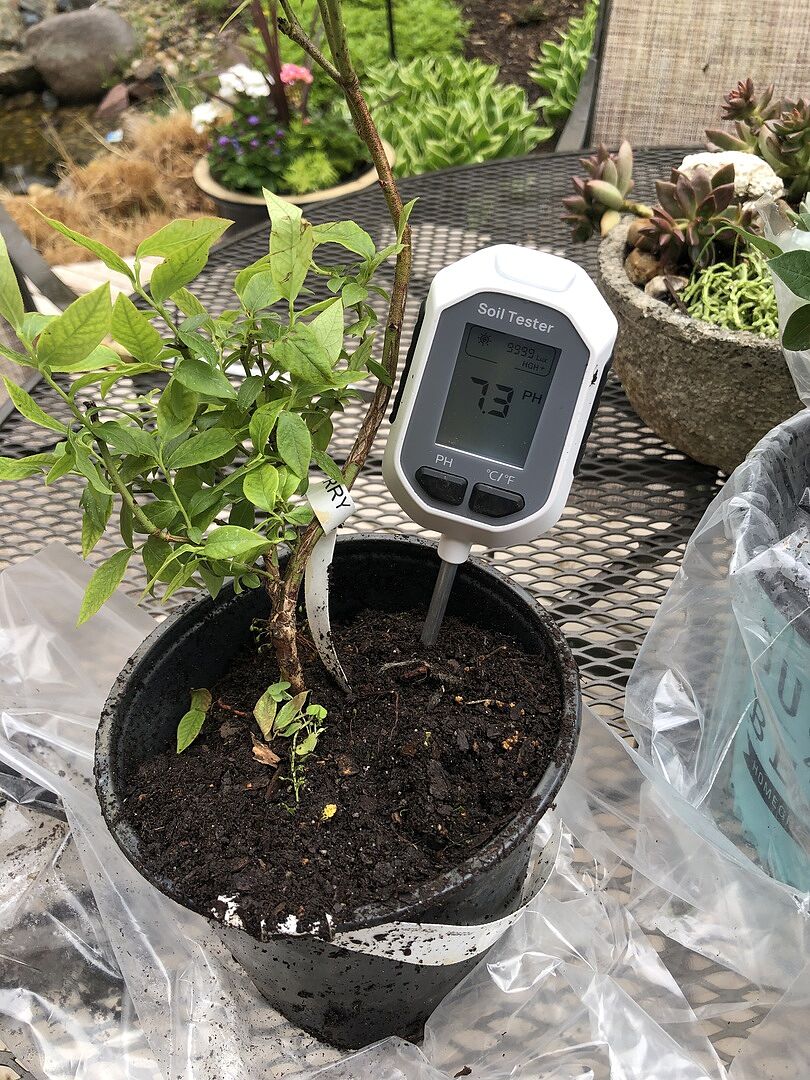 Top Hat Blueberry plants