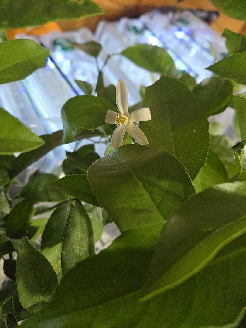 Myer lemon bush