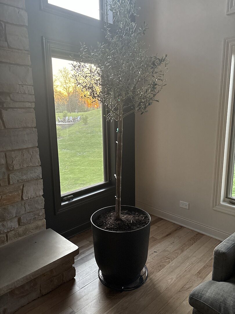 Our tree arrived healthy, beautiful