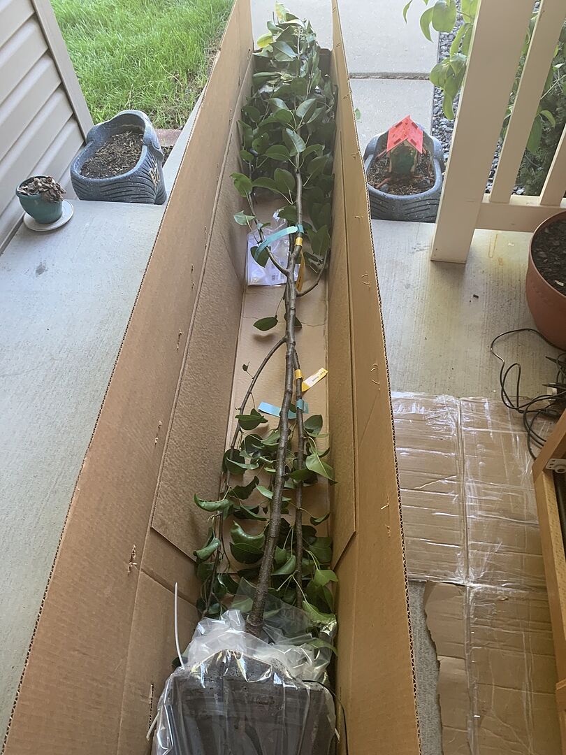 2 hosui Asian pear tree