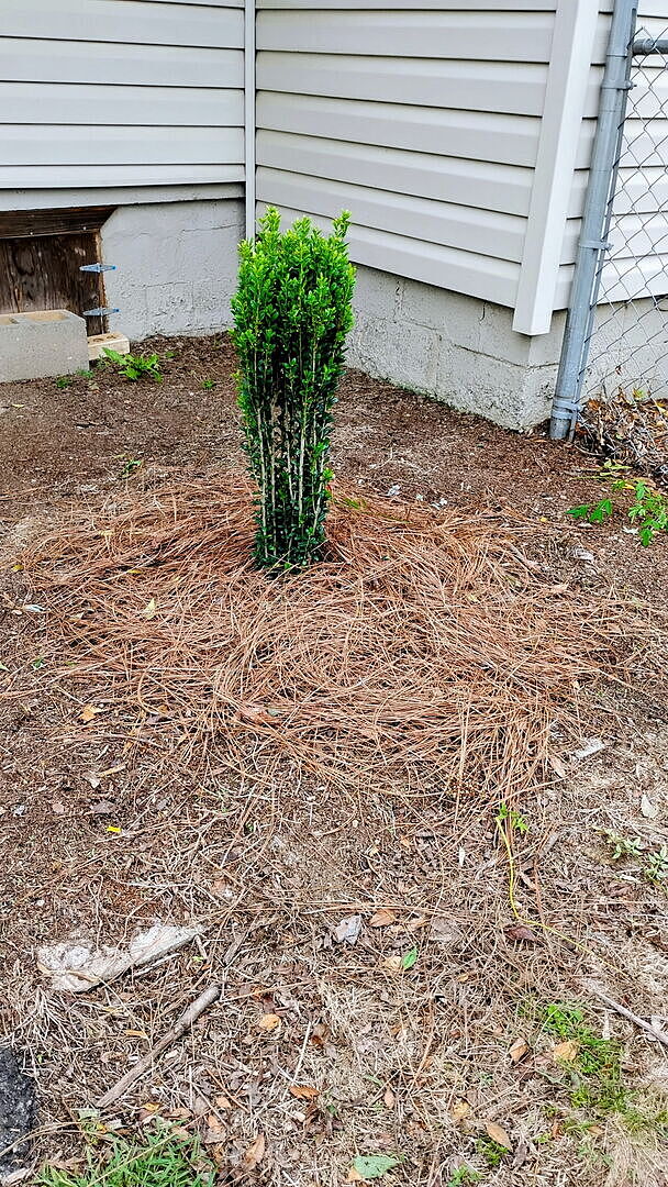 Planted the next day. Used