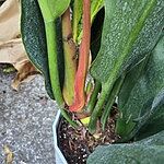 Image of Review by Ali W. on 13 May 2025 number 3